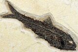 Multiple Fossil Fish (Cockerellites & Knightia) Plate - Wyoming #292472-2